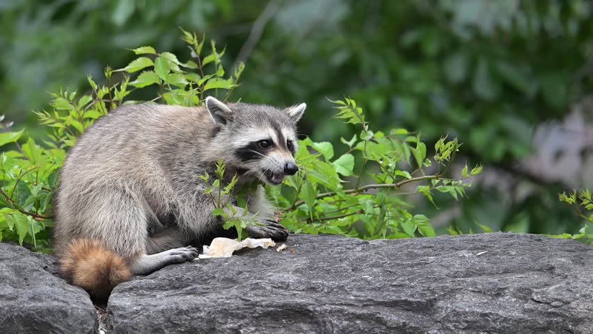 Cute raccoon eating on rocky wall of Fort Tryon Park in the New York City in summertime Royalty-Free Stock Footage #1104679169