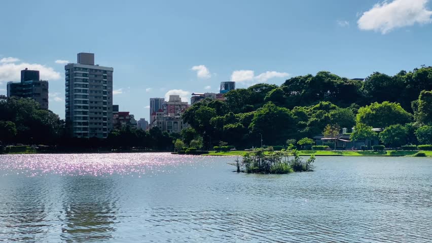In the park in the afternoon on a sunny day, the lake is sparkling. The film was shot in Bihu Park, Taipei, Taiwan. Royalty-Free Stock Footage #1104681515