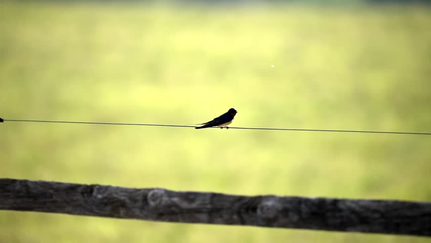 Barn Swallow takes off from fence wire in slow motion against green field