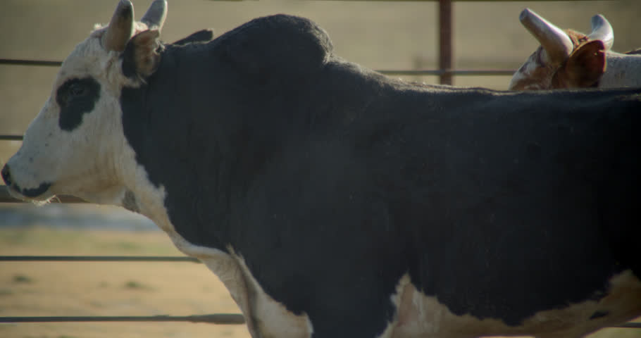 Bull hooves walking through dusty field on a rural farm in Texas.
