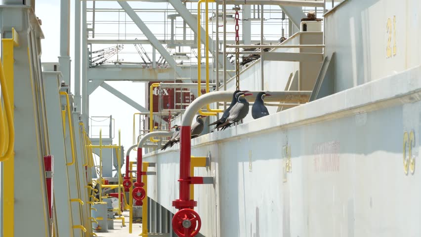 Group of Inca tern birds are siting on the cargo hold coaming of the cargo ship in the waters of Peru