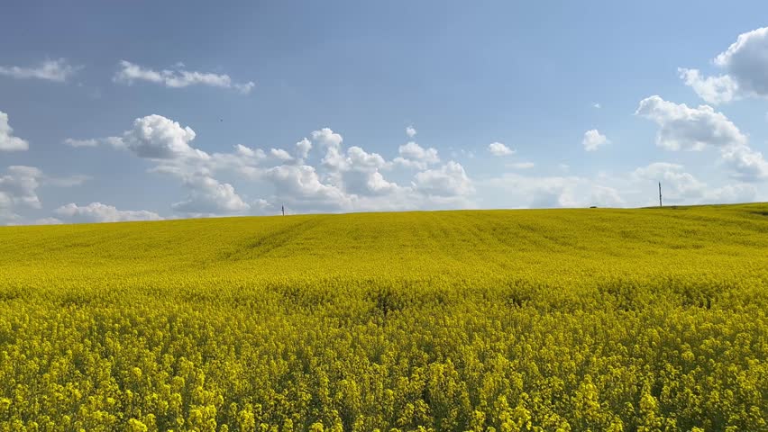 Beautiful scenic landscape of blooming yellow rapeseed flowers in agricultural field, blue cloudy sky in background. The subject of agriculture