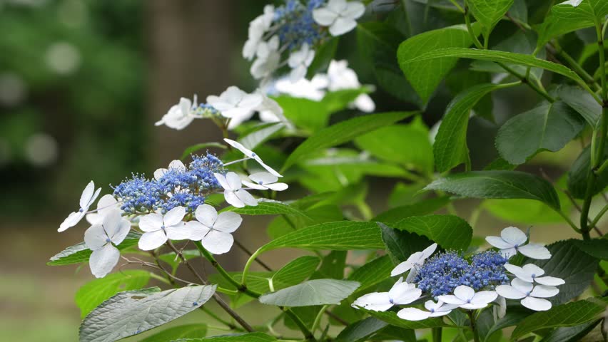lacecap hydrangea in a forest
