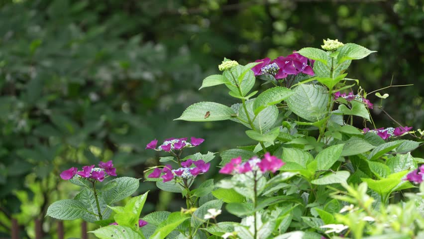 lacecap hydrangea in a forest