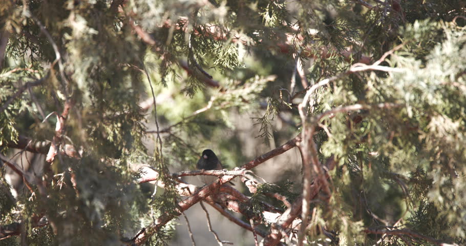 This is a shot of a dark eyed junco bird on a branch. shot on a canon r5c