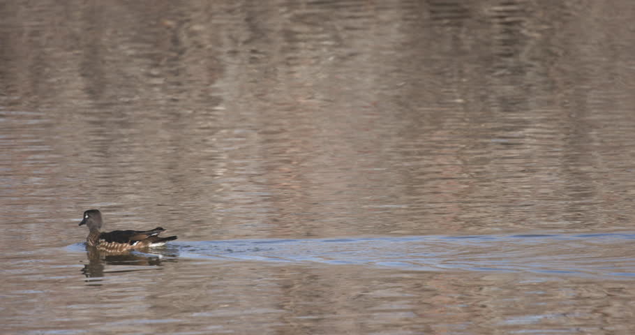This is a video of a female wood duck swimming in the water. Shot on a Canon R5C
