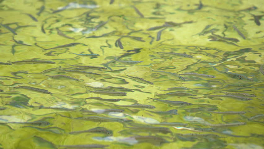 Fish hatchery raising Snake River Cutthroat trout as they swim around.