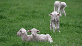 Lamb walking up to two others sitting in the grass as it is curious. - Powered by Shutterstock - Get 15% off with code: PIKWIZARD15