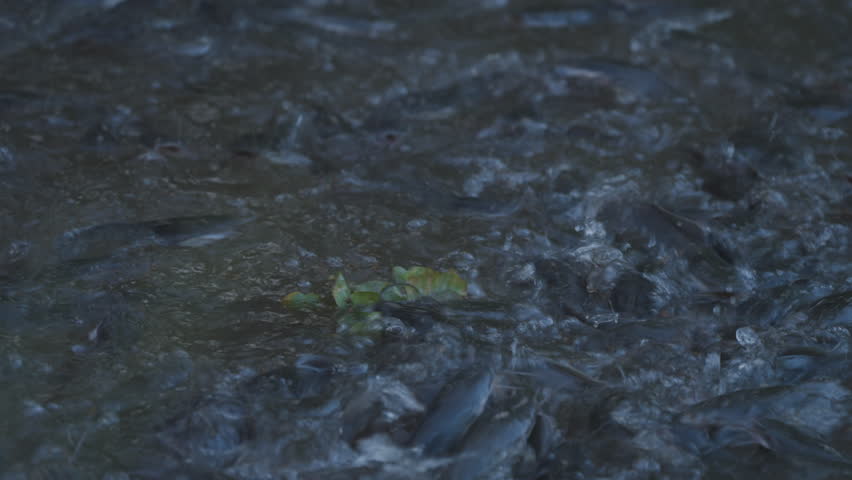 Catfish feeding concept, fish in nature pond and green plants, many catfish eating food and swim in water, aquatic animal in fresh water, green plants around group of fish