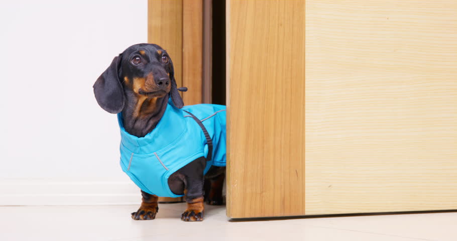 A black dachshund puppy stands at an wooden door, eagerly waiting for its owner's command to go for a walk. Dressed in blue blue raincoat. Great time with your pet in any weather | Shutterstock HD Video #1104693441