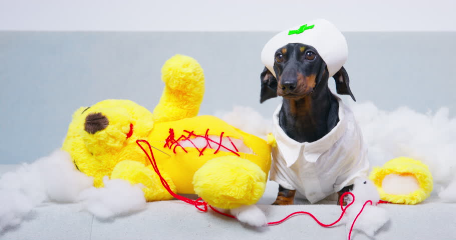 This adorable black dachshund puppy, dressed as a nurse, gives a thorough checkup to a torn teddy bear toy and lets out a playful bark. Fast and reliable pet care  | Shutterstock HD Video #1104693443