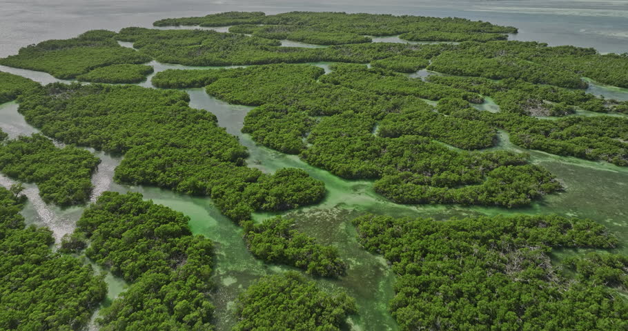 Key West Florida Aerial v23 birds eye view drone flyover massive mangrove forests capturing pristine nature landscape with winding creeks and dense vegetations - Shot with Mavic 3 Cine - January 2023