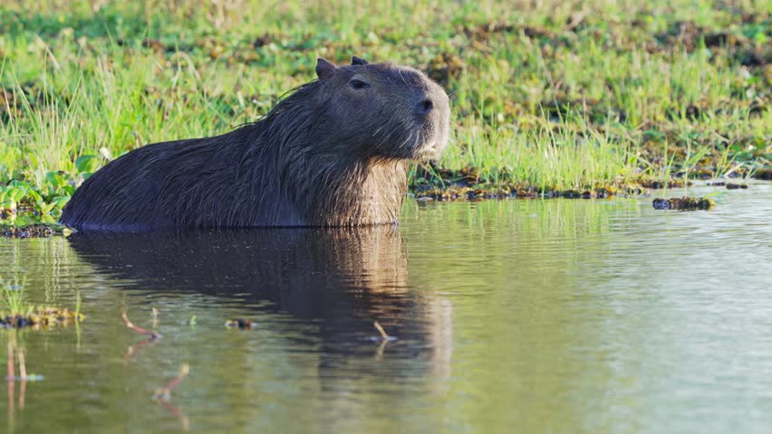 Capybara sits at pond edge majestic, reflection shown in water as it turns Royalty-Free Stock Footage #1104695529