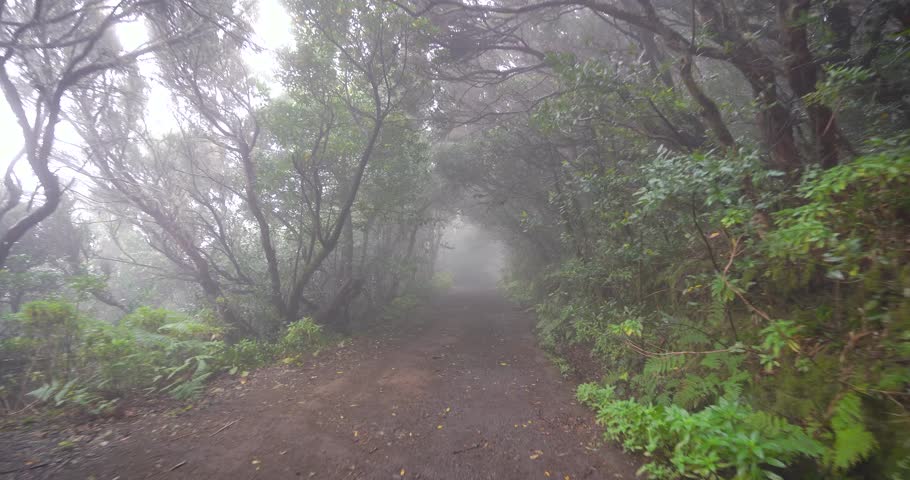 Pov walking on a foggy day in a forest in Anaga Natural Park.