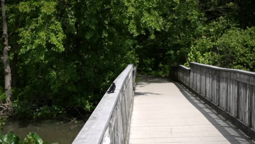 Red-winged Blackbird on weathered wooden bridge drops into flight slow motion