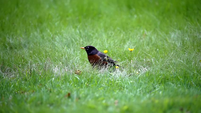 American Robin flaps into air from grass with yellow flowers, slow motion