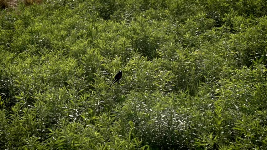 Red-winged Blackbird leaps off of brush top sweeping into flight, slow motion