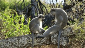 A pair of vervet monkeys (Cercopithecus aethiops) grooming in a tree, South Africa
