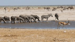 Herds of plains zebras and springbok antelopes at a dusty waterhole, Etosha National Park, Namibia