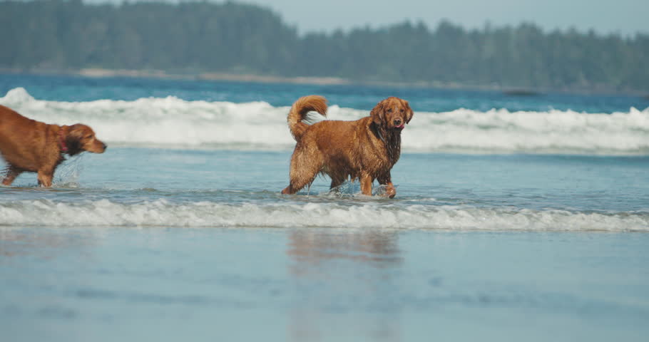 Two Golden Retriever dogs running and playing in ocean waves on a summer beach