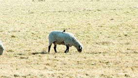 Serene Morning Scene: Herd of Beautiful White Sheep Grazing on Lush Grass Field | 4K Video of Tranquil Pastoral Beauty