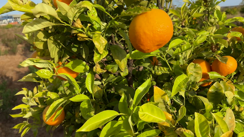 Orange mandarin in hand. Farner on mandarin Harvest season. Orange tree in farm garden. Orange citrus fruits harvesting. Mandarin trees plantation. Picking mandarin from tree on Tangerine plantation. Royalty-Free Stock Footage #1104706549