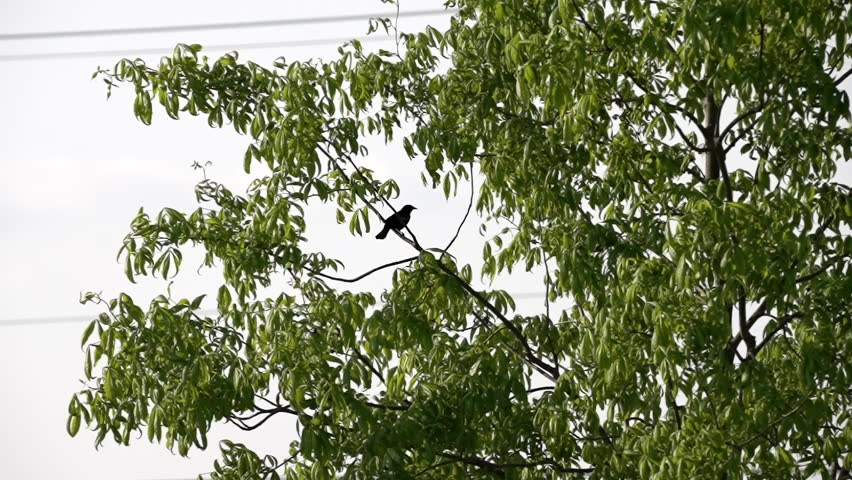 Red-winged Blackbird leaps into flight off branch behind tree in neighborhood, slow motion tracking