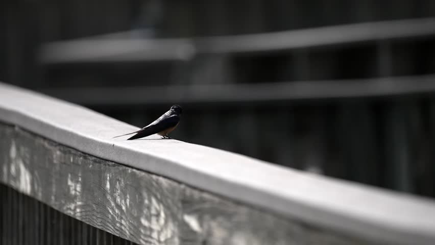 Barn Swallow takes off from weathered grey wooden bridge, slow motion