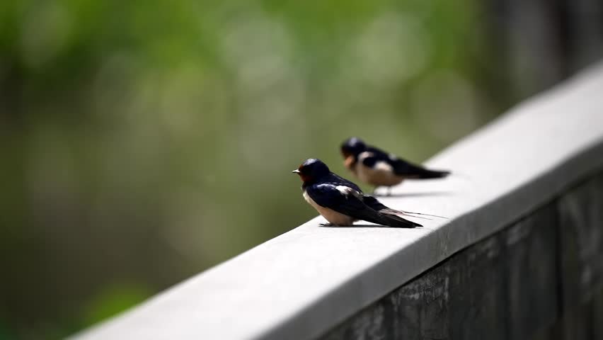 Barn Swallows take off in flight perched in sunlight at farm fence, slow motion