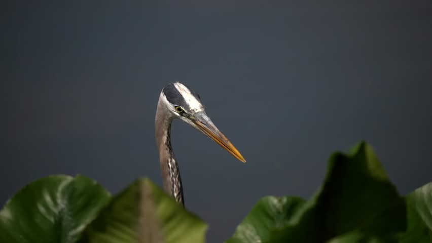 Telephoto closeup of Great Blue Heron Head eye and beak with water plants in foreground