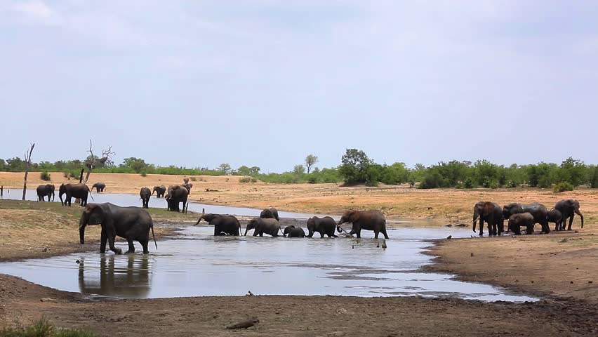 African bush elephant herd crossing a lake in Kruger National park, South Africa ; Specie Loxodonta africana family of Elephantidae Royalty-Free Stock Footage #1104708177
