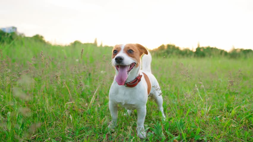 Jack Russel Dog Run In Green Grass On Sunset In Forest Royalty-Free Stock Footage #1104710987