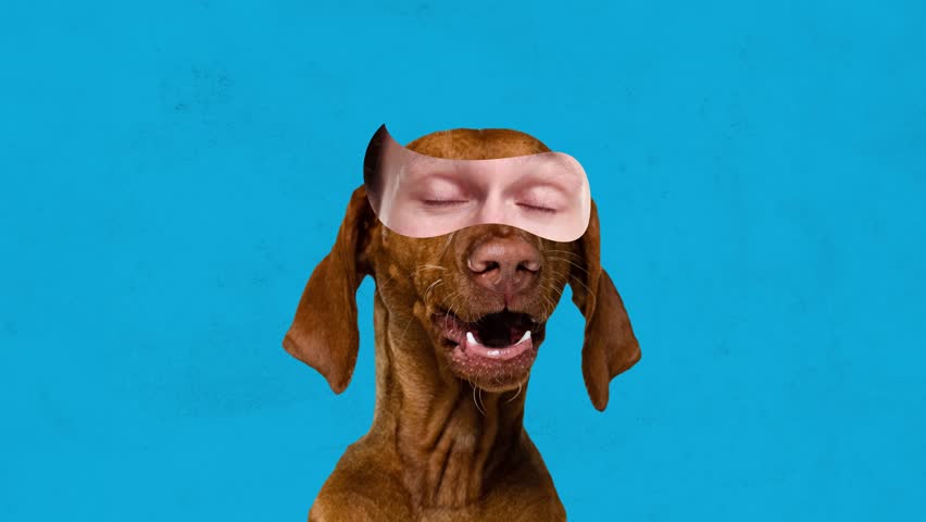 Funny beautiful dog with male eyes elements expressing joyful emotions, moving brows, making funny look. Stop motion, animation. Concept of animals, fun, creativity, emotions, surrealism. Ad Royalty-Free Stock Footage #1104712213