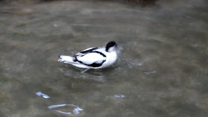 The shiloklyuk (лат. Recurvirostra avosetta) bird splashes in the pond water. Birds, ornithology, ecology. | Shutterstock HD Video #1104712745