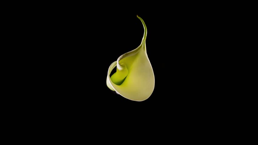 Close-up image of Kala flower. White Kala flower opening up on black background. Timelapse