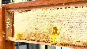 honeycomb with honey bees. 4k video.