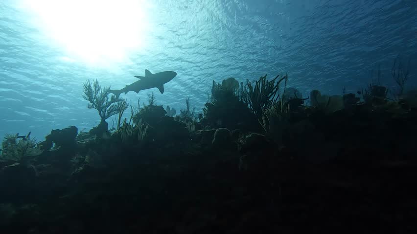Reef shark cruising the wall Royalty-Free Stock Footage #1104718753
