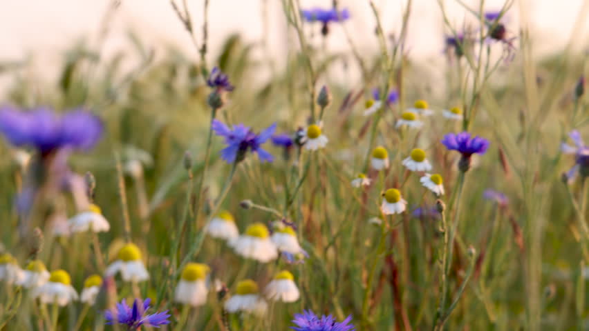 A field of wildflowers in dreamy slow motion Royalty-Free Stock Footage #1104722587