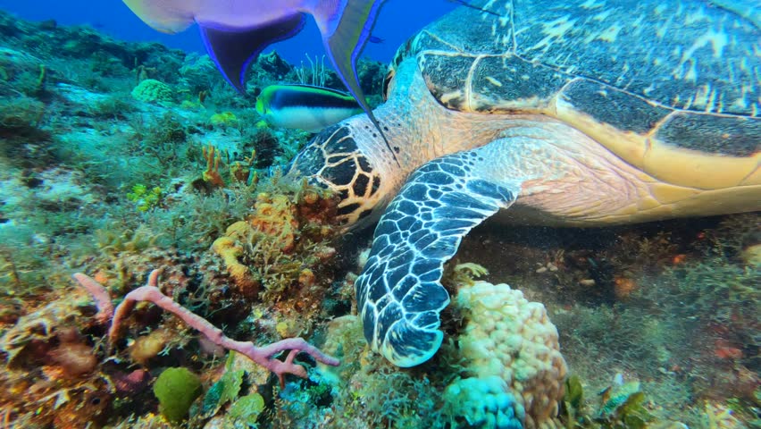 Hawksbill Turtle resting on the reef Royalty-Free Stock Footage #1104725691