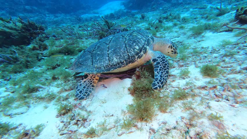 Hawksbill Turtle resting on the reef Royalty-Free Stock Footage #1104725703