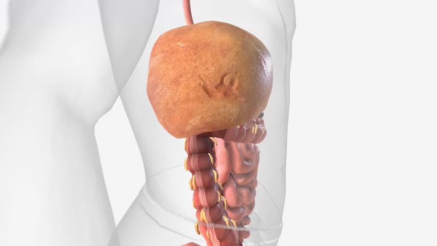 Nonalcoholic Fatty Liver Disease 3d animation Royalty-Free Stock Footage #1104726659