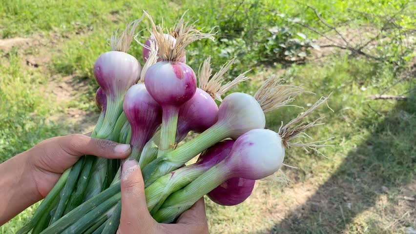 4k footage of a girl's hands holding bunch of harvested onions.The girl holds a bunch of onions in her hand. Fresh harvested organic onion. Holding bunch of fresh green organic onion,vegetable garden.