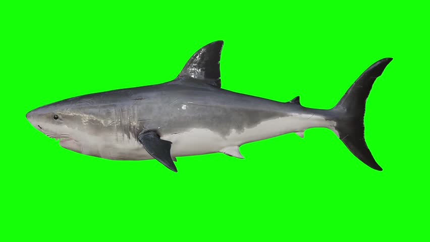 A big shark is swimming in green screen.