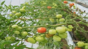 Vertical video - Tomatoes production in a greenhouse. - stock video