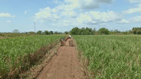 Harvesting machine cutting ripe cane,  drone aerial capture - stock video
