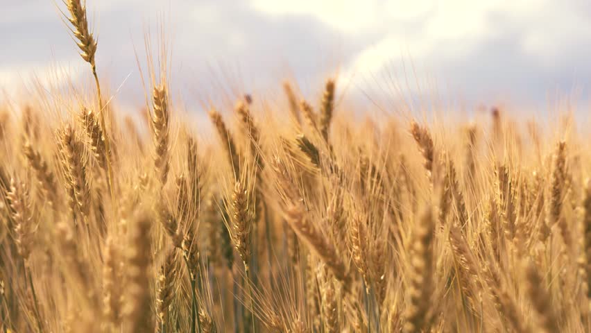ears wheat field sky summer farm. griculture. farming. wheat field. young ripe ears golden field. organic summer. nature. nature yellow wheat field farming. big harvest wheat . cultivation young Royalty-Free Stock Footage #1104736833