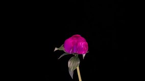 A beautiful red peony blooms on a black background. Time lapse, close-up. Wedding background, Valentine's day concept. Timelapse video 4K UHD.