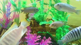 exotic fish swim in the aquarium, selective focus. home aquarium under water colorful fish avkavriumnye
