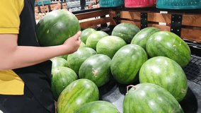 Seller is choosing fresh ripe watermelon. Healthy summer food concept, season fruit.