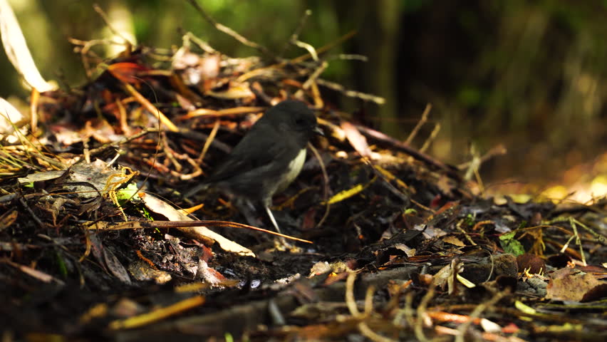 Close up of wild Tomtit bird foraging for food on the forest ground